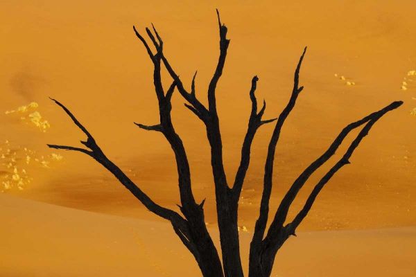 Dead tree, Dead Vlei, Sossusvlei, Namibia